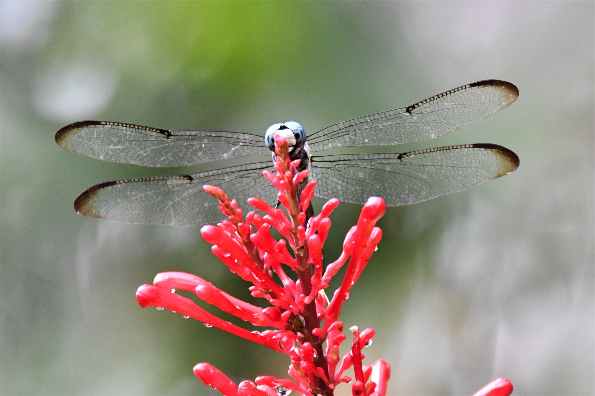 Kanapaha Botanical Gardens