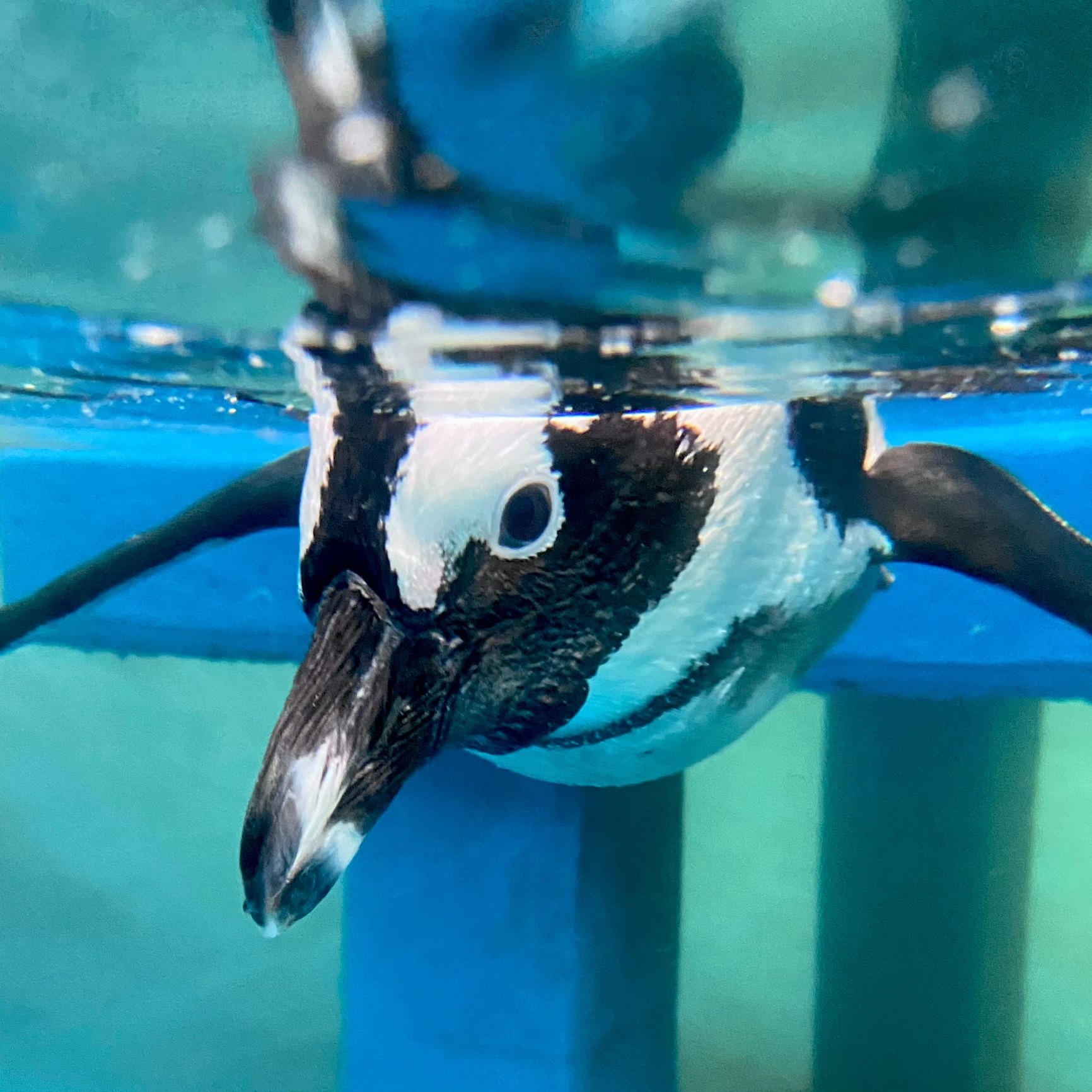 Gulf World Marine Park