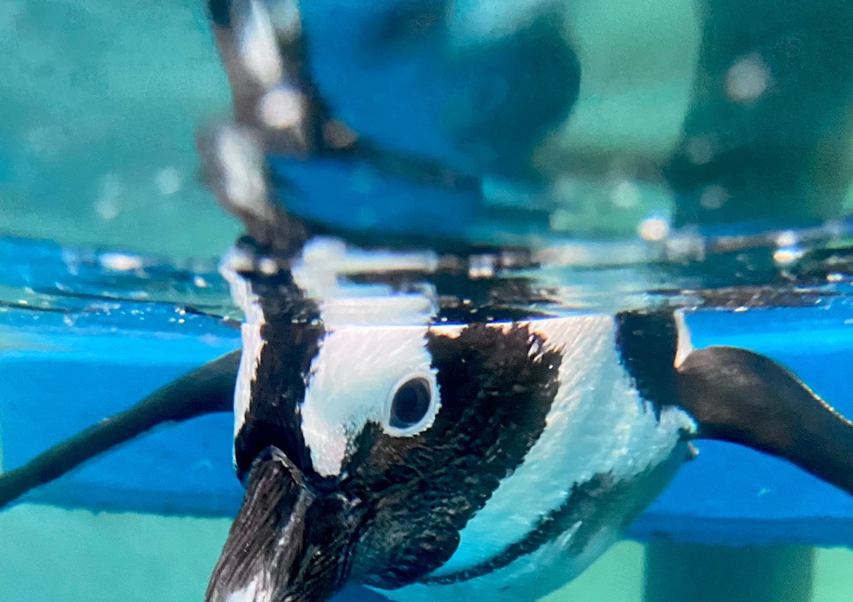 Gulf World Marine Park