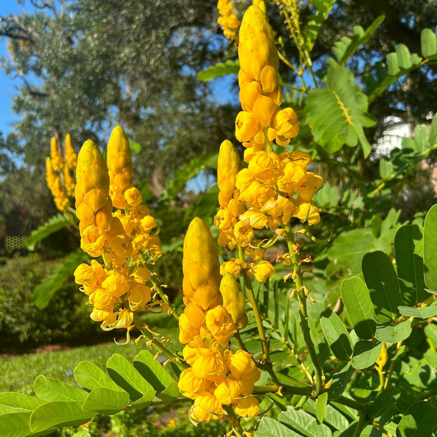 Cummer Museum of Art & Gardens