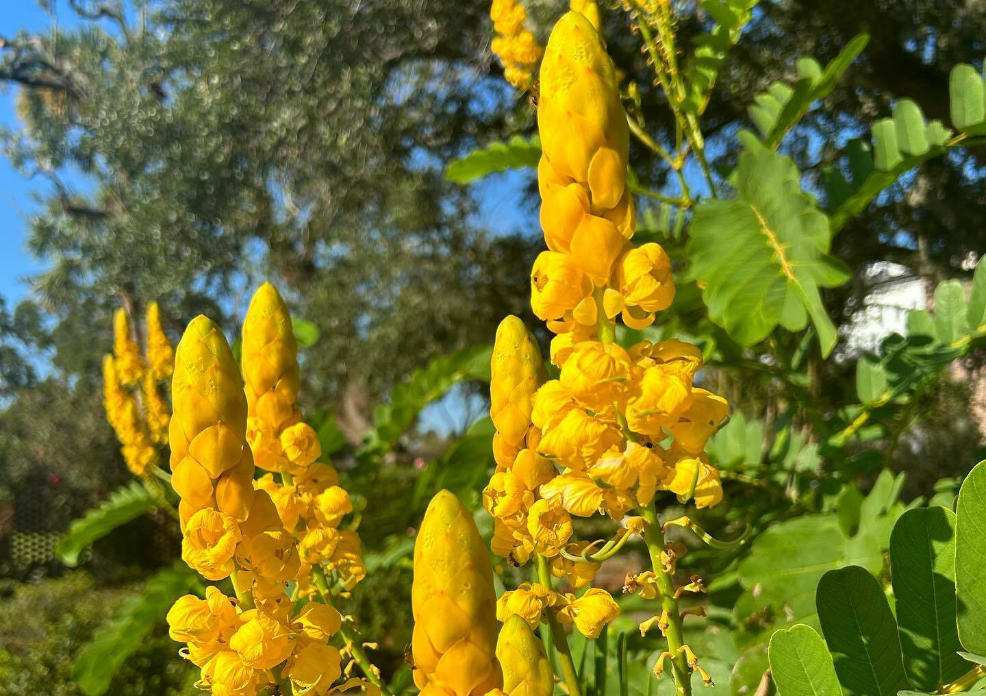 Cummer Museum of Art & Gardens