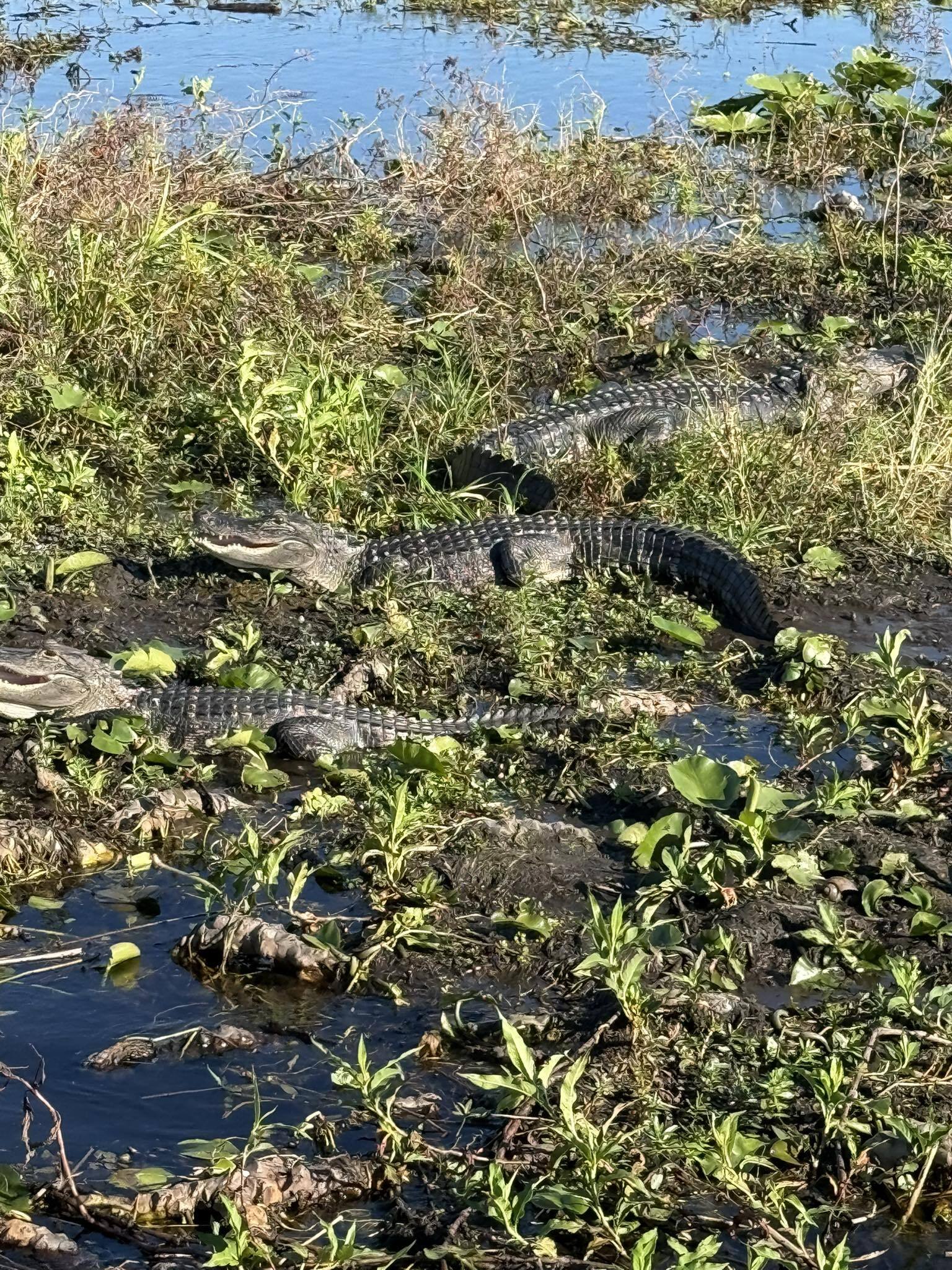 Boggy Creek Airboat Adventures