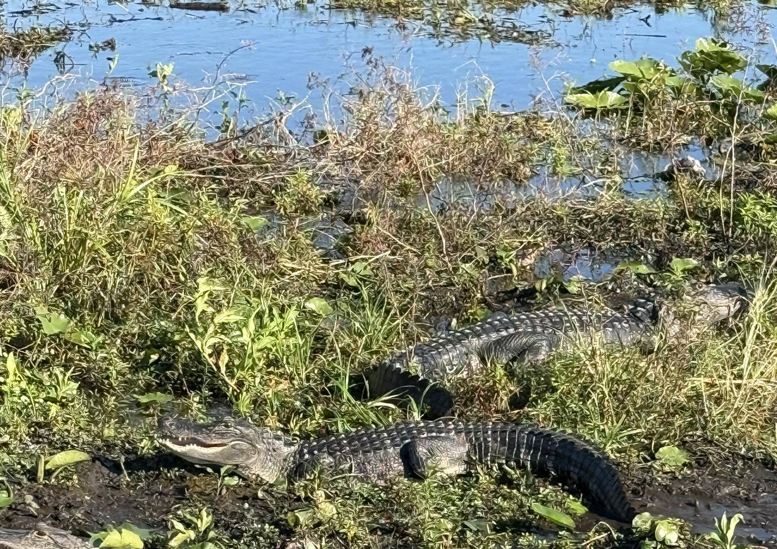 Boggy Creek Airboat Adventures
