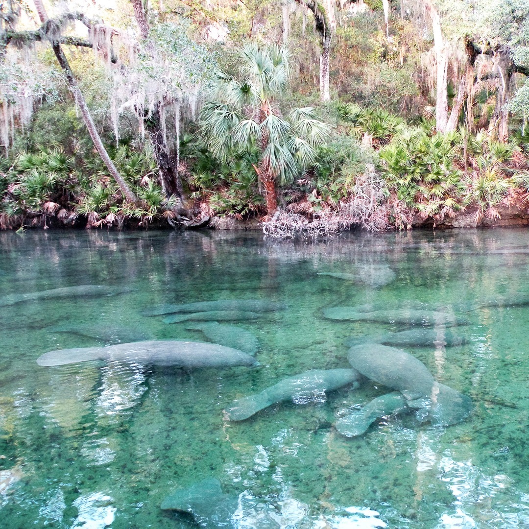 Blue Spring State Park