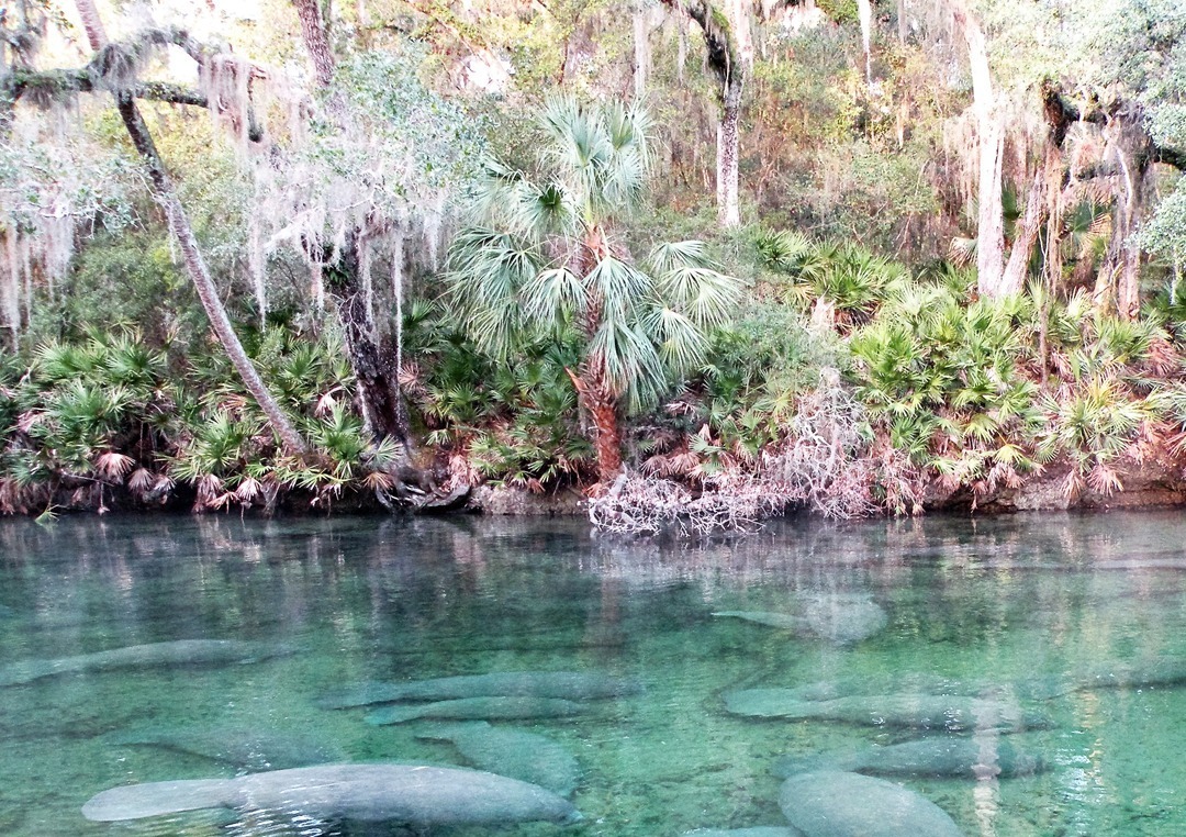 Blue Spring State Park