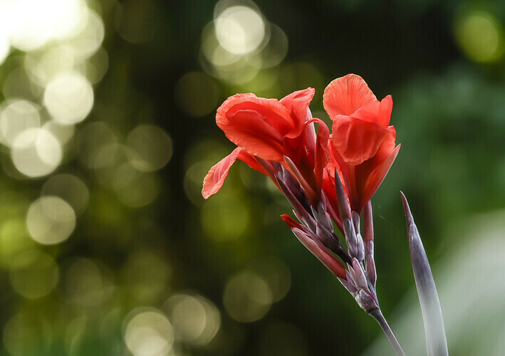 Marie Selby Botanical Gardens