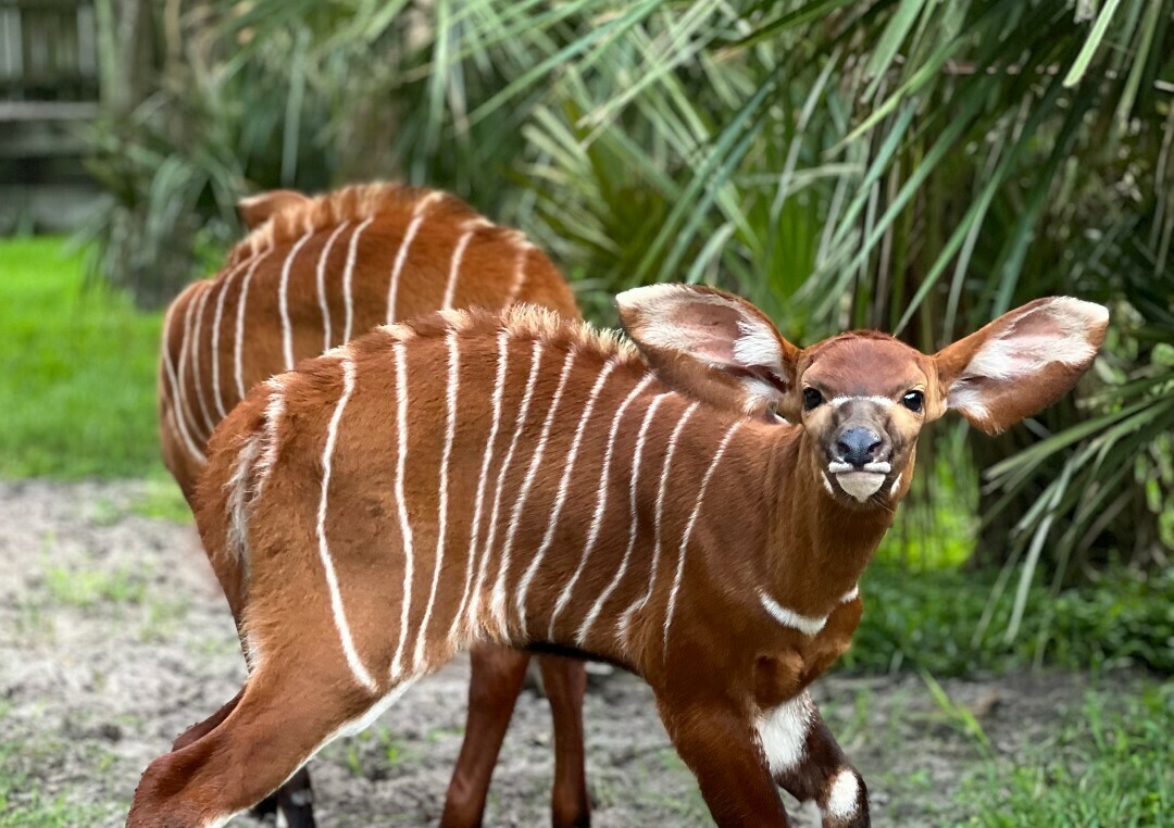 Jacksonville Zoo and Gardens