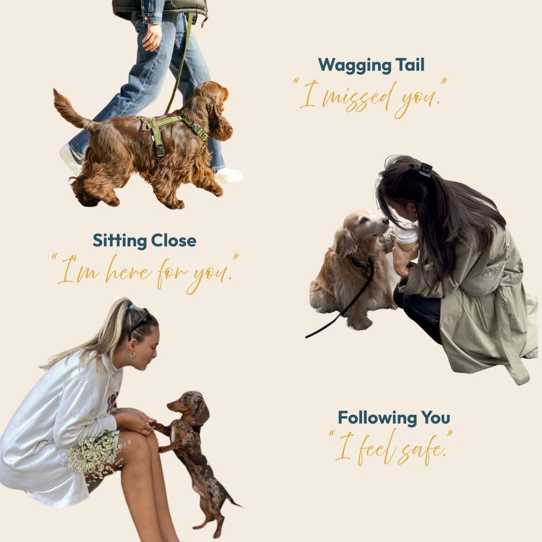 My ESA Therapist - ESA Letter Evaluation - Florida