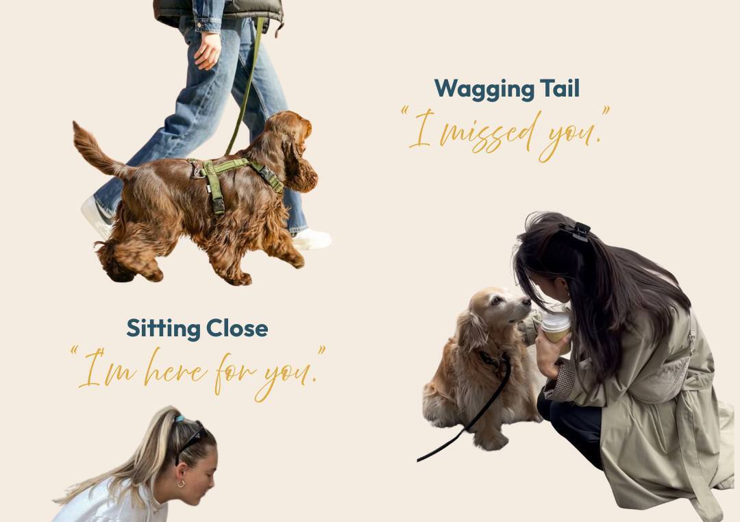 My ESA Therapist - ESA Letter Evaluation - Florida