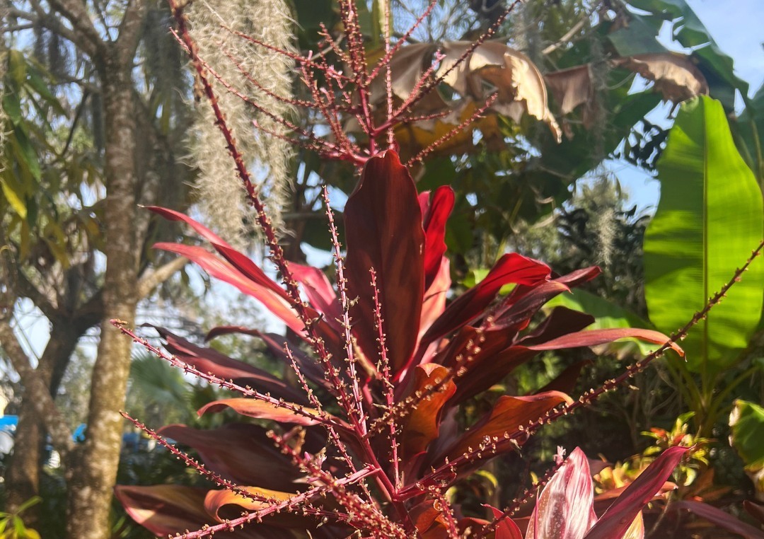 Leu Botanical Garden