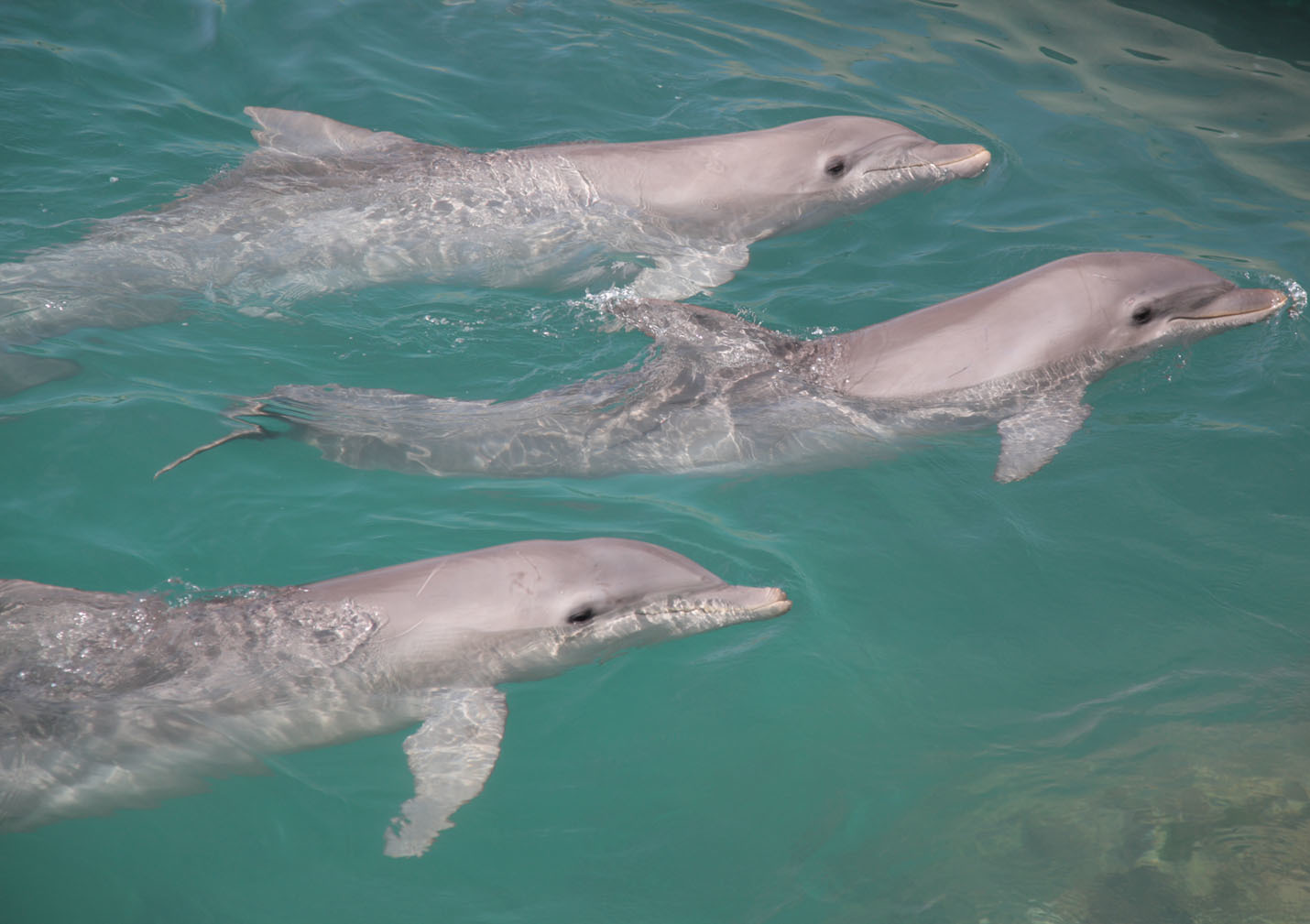 Hilton Head Fishing Charters