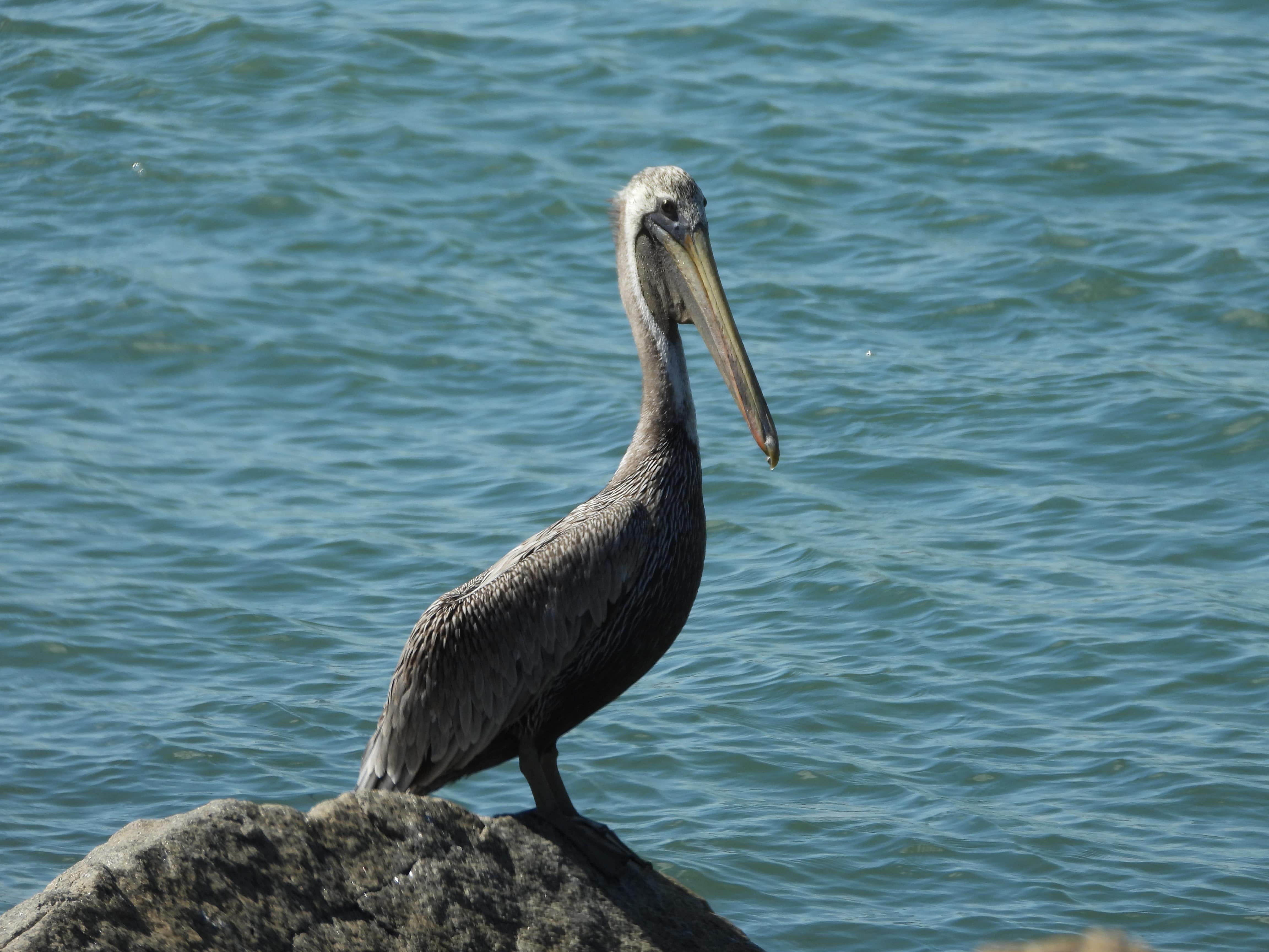 Sebastian Inlet State Park