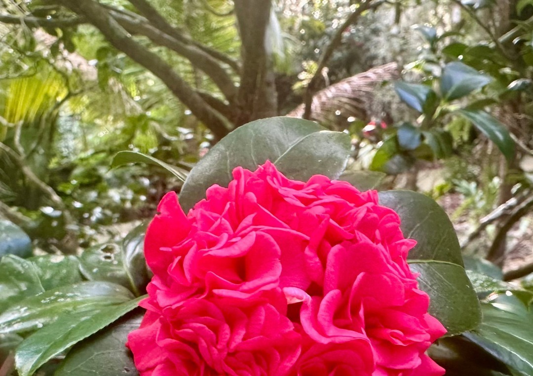 Leu Botanical Garden