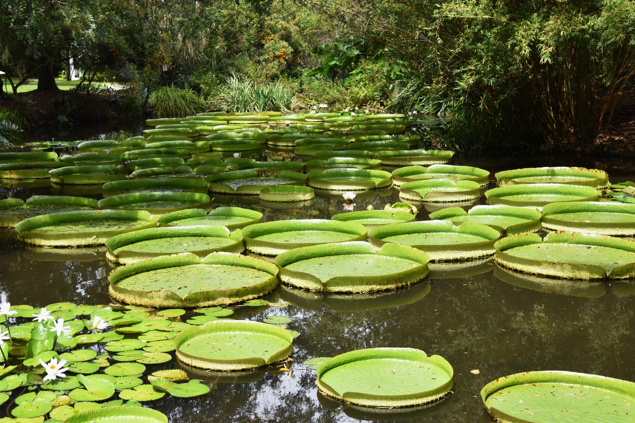 Kanapaha Botanical Gardens