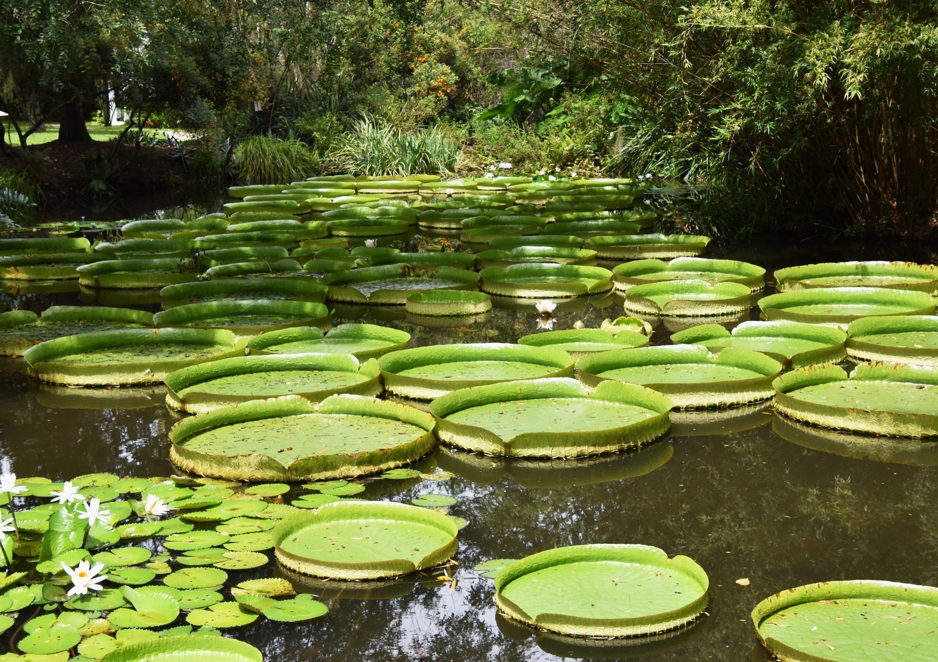 Kanapaha Botanical Gardens