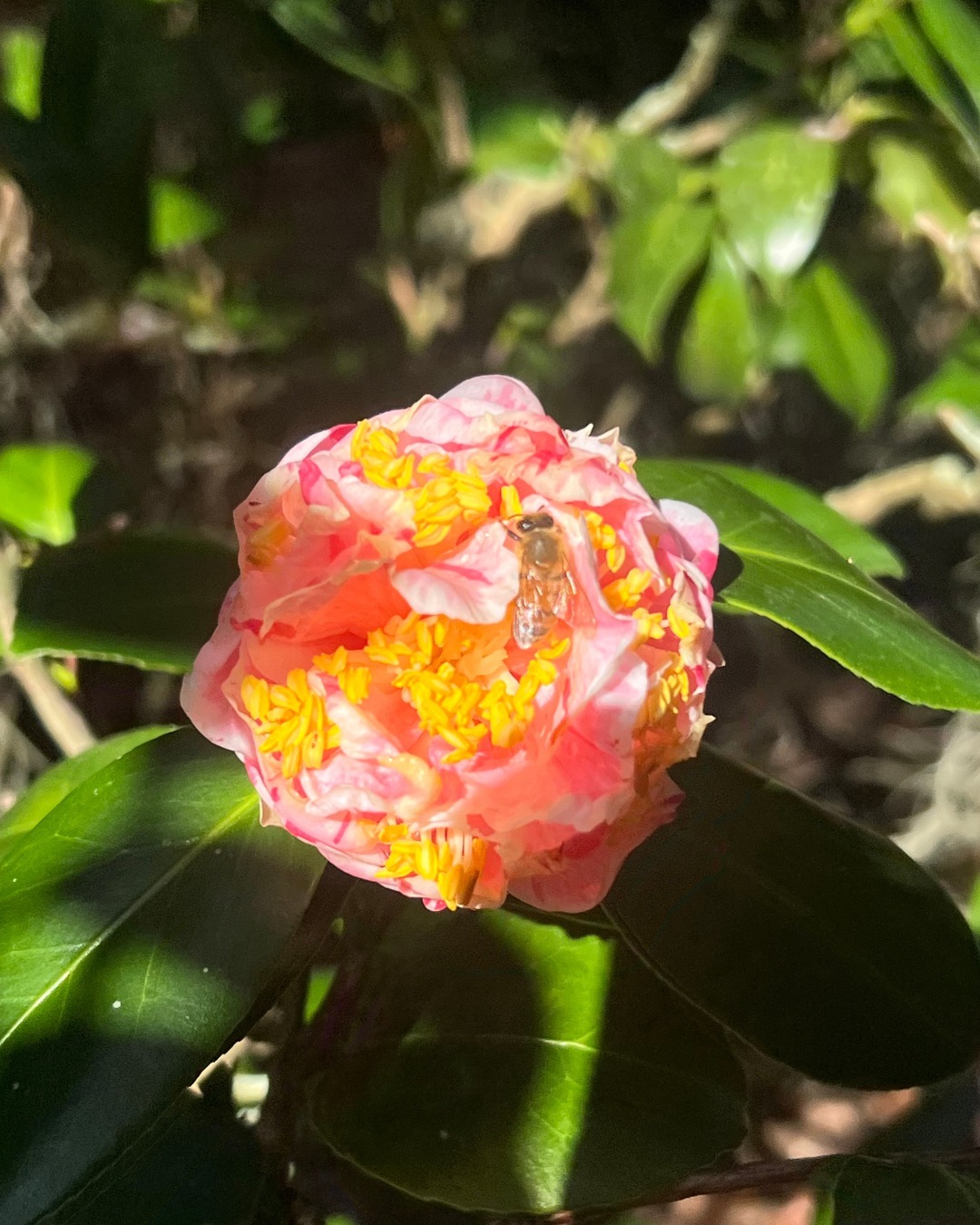 Leu Botanical Garden