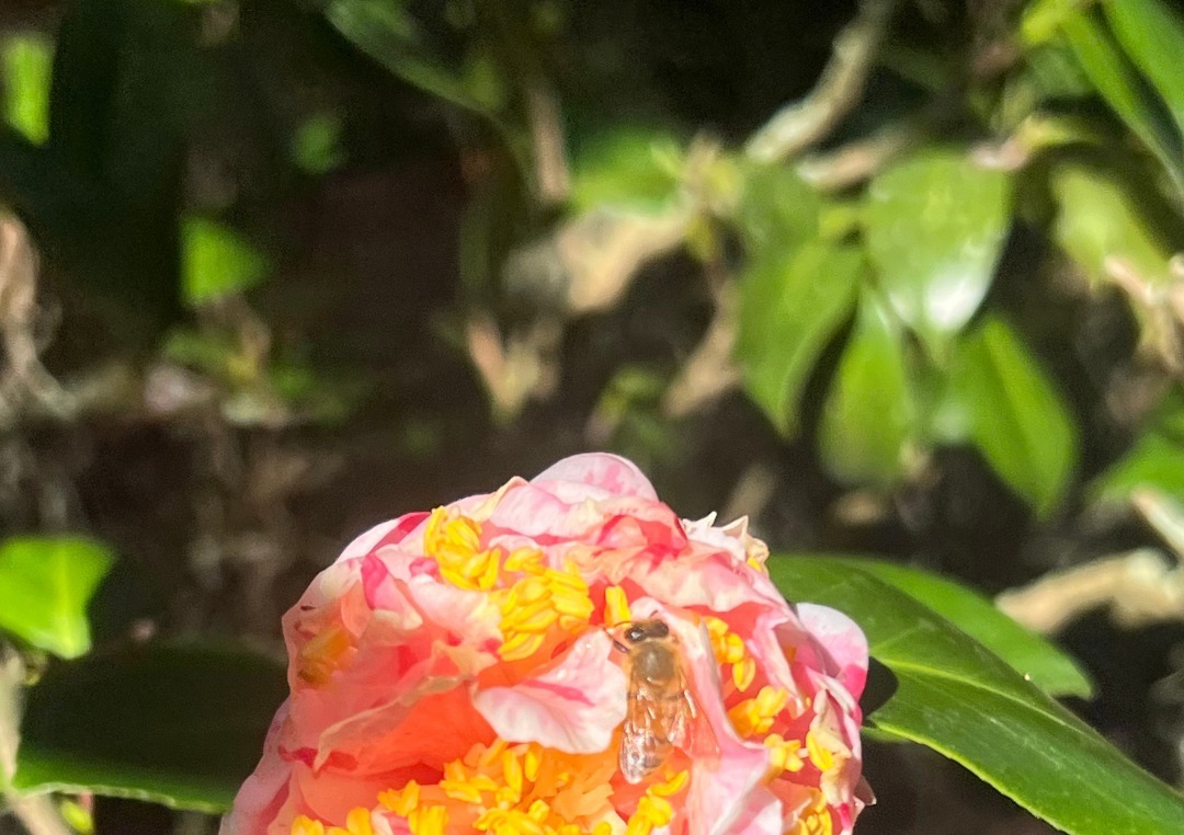 Leu Botanical Garden