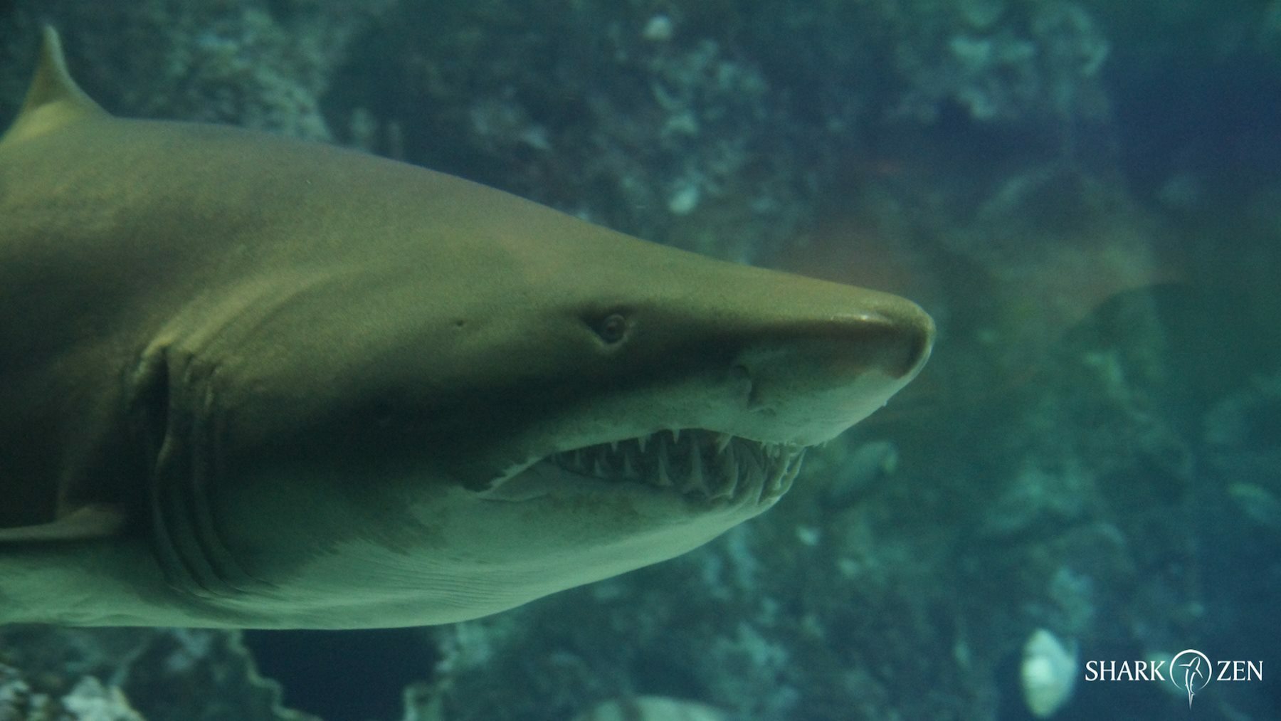 Shark Zen
