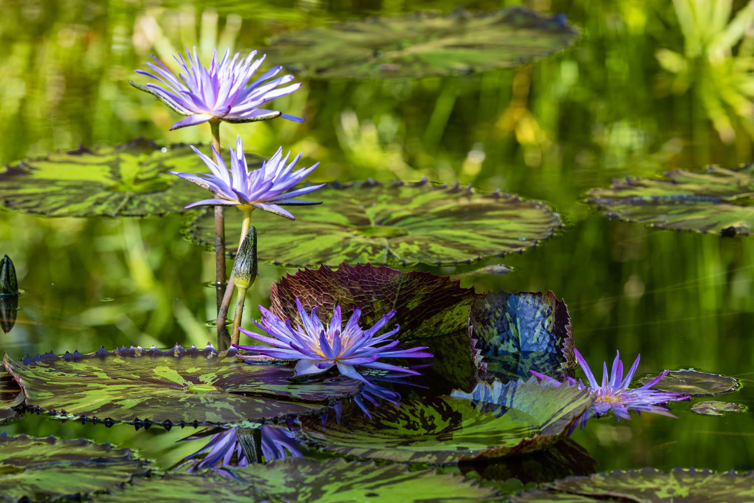 McKee Botanical Gardens