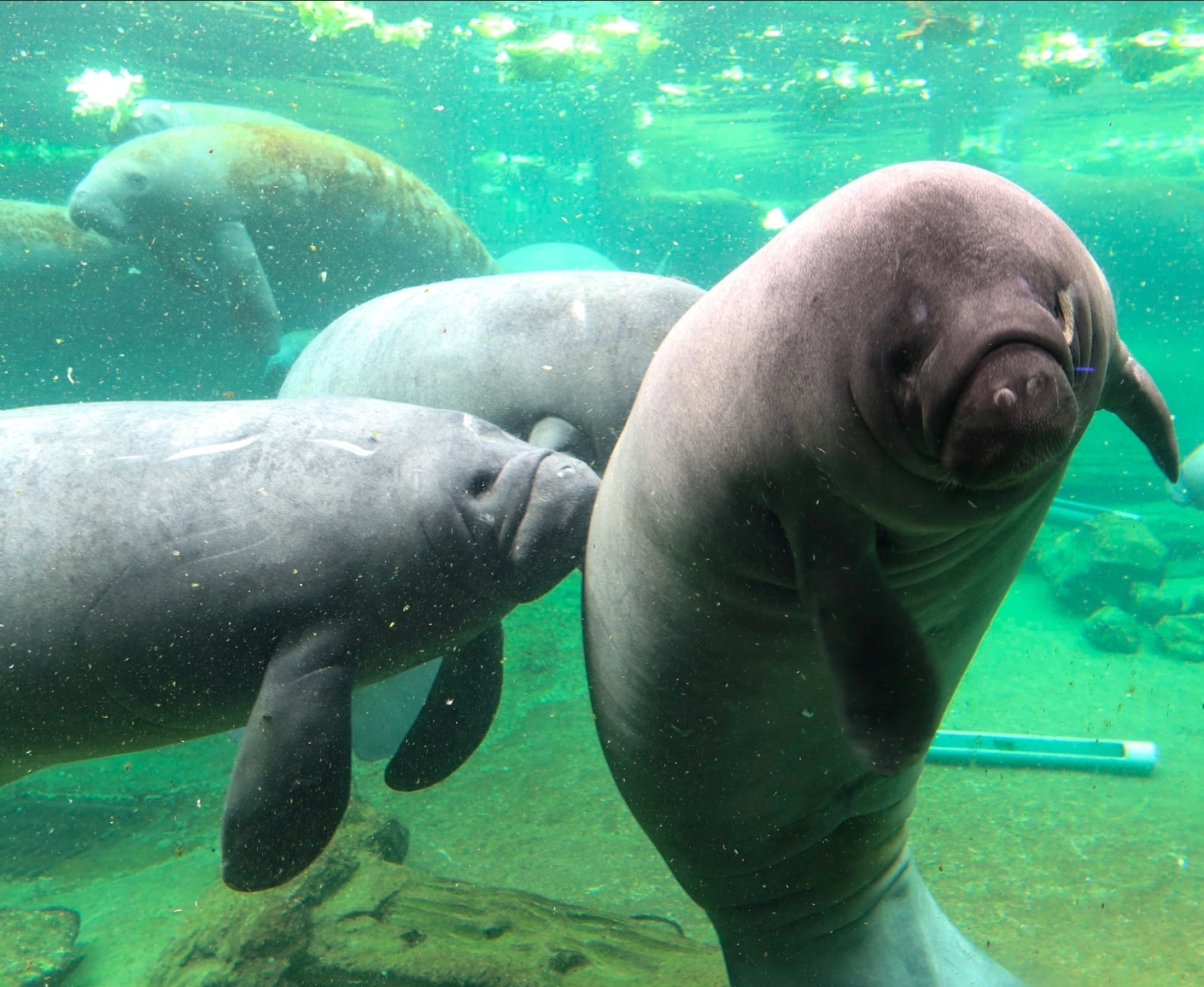 ZooTampa at Lowry Park