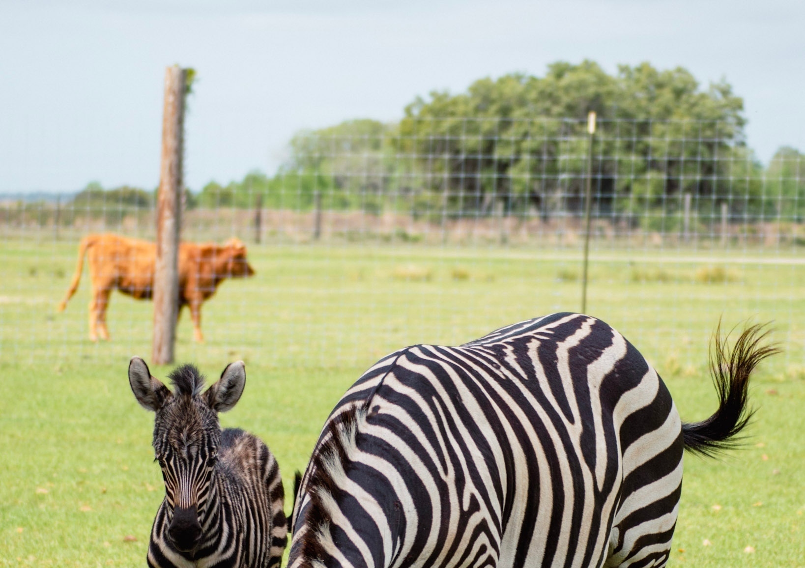 Wild Florida Airboat Tours
