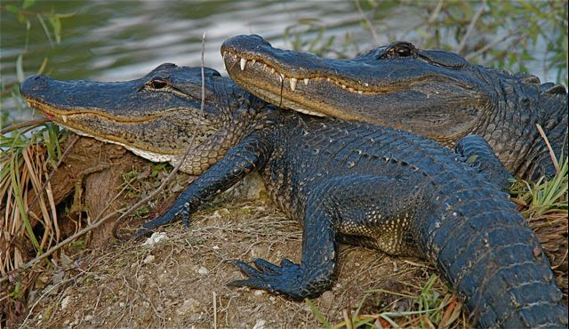 Big Cypress National Preserve