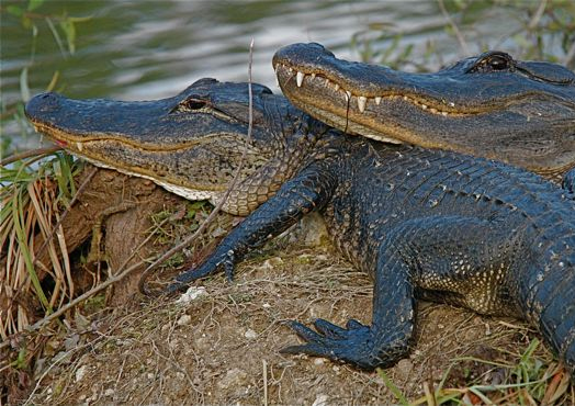 Big Cypress National Preserve