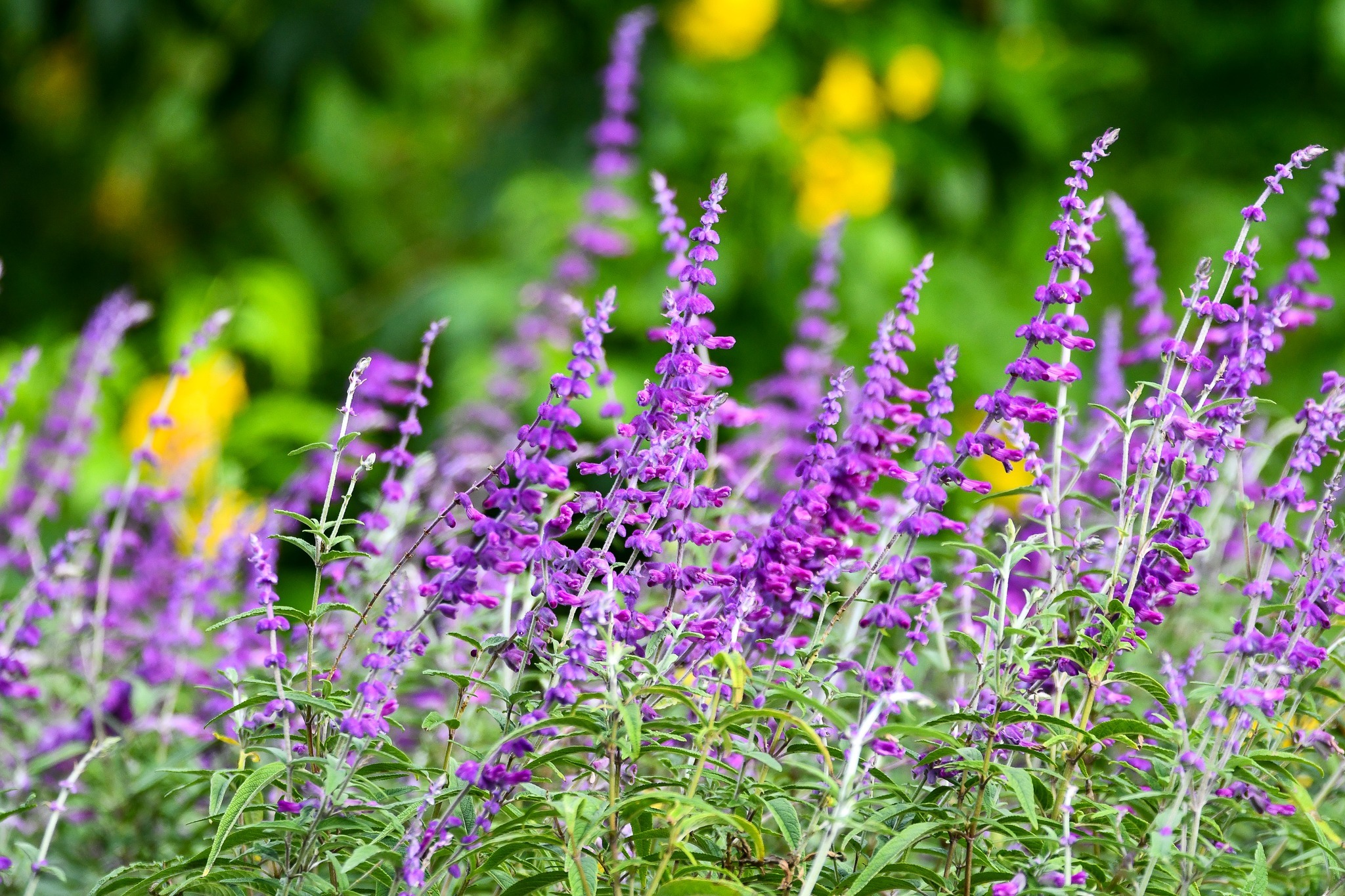 Kanapaha Botanical Gardens