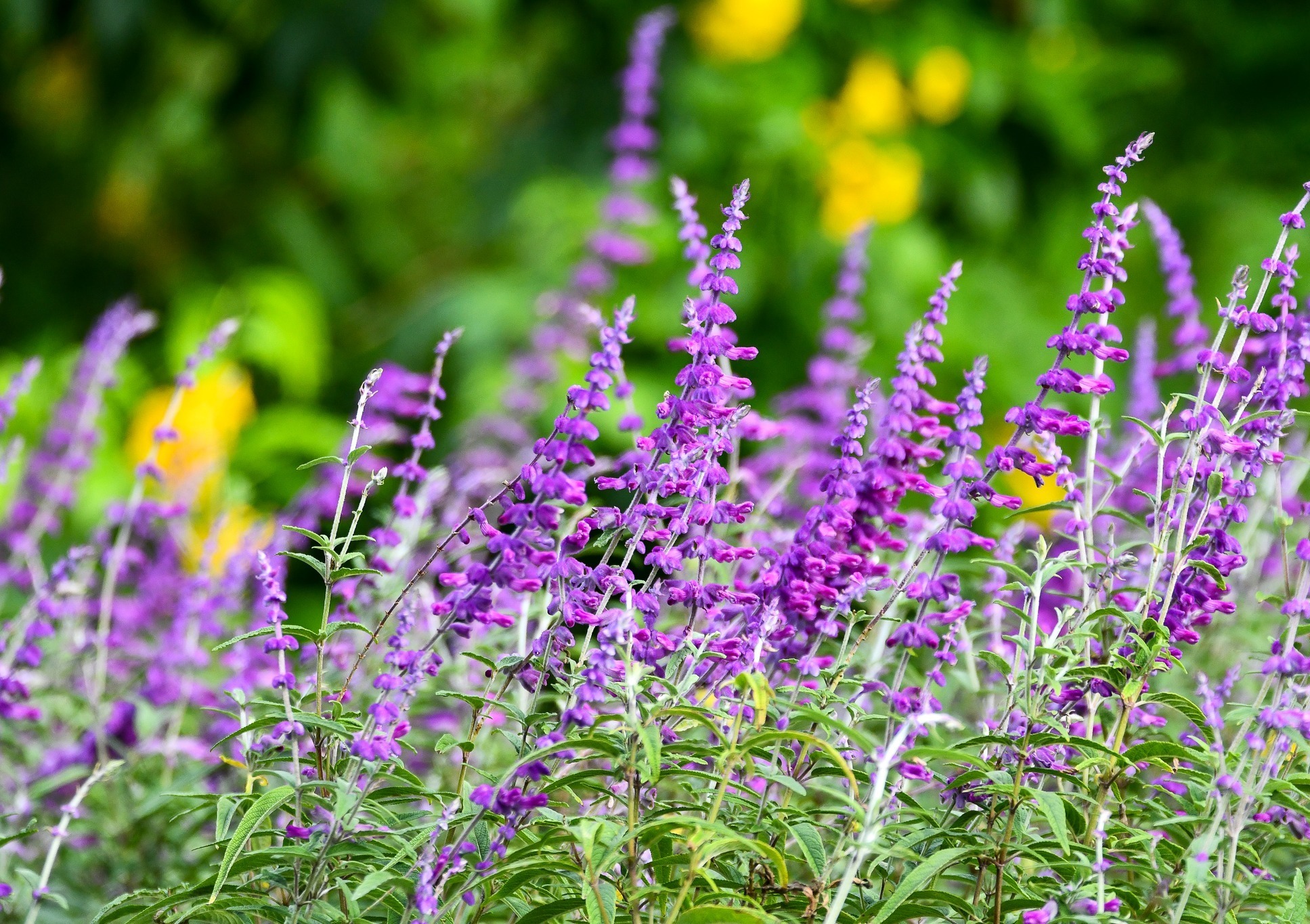 Kanapaha Botanical Gardens