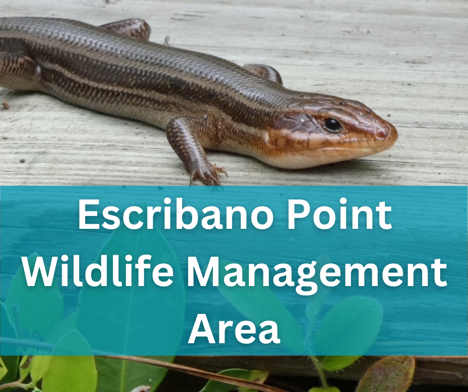 Great Florida Birding Trail