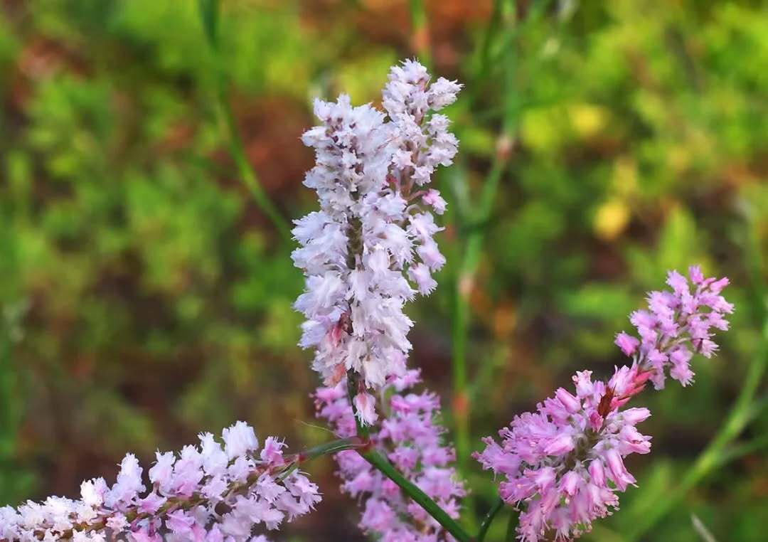 Tallahassee Botanical Gardens