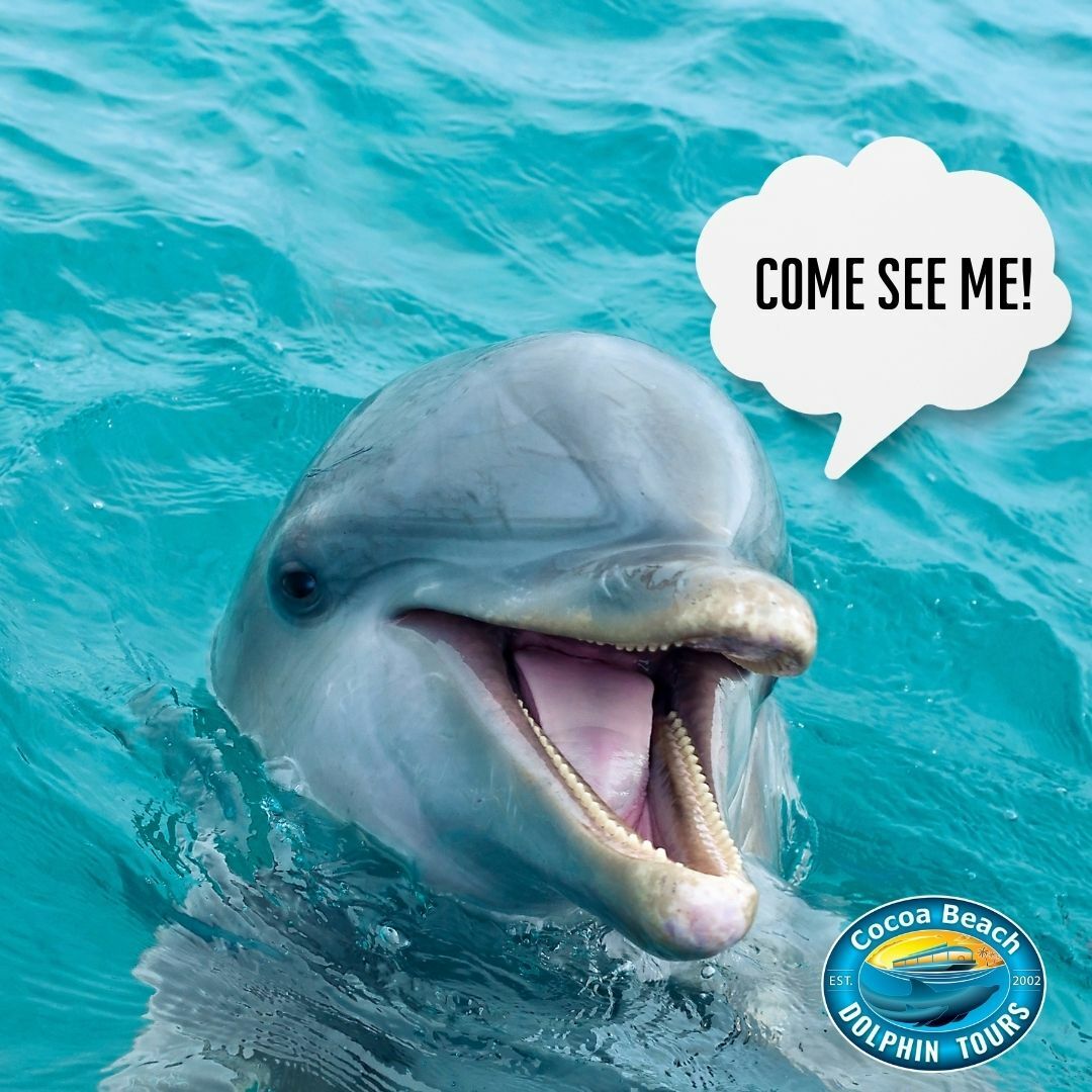 Cocoa Beach Dolphin Tours