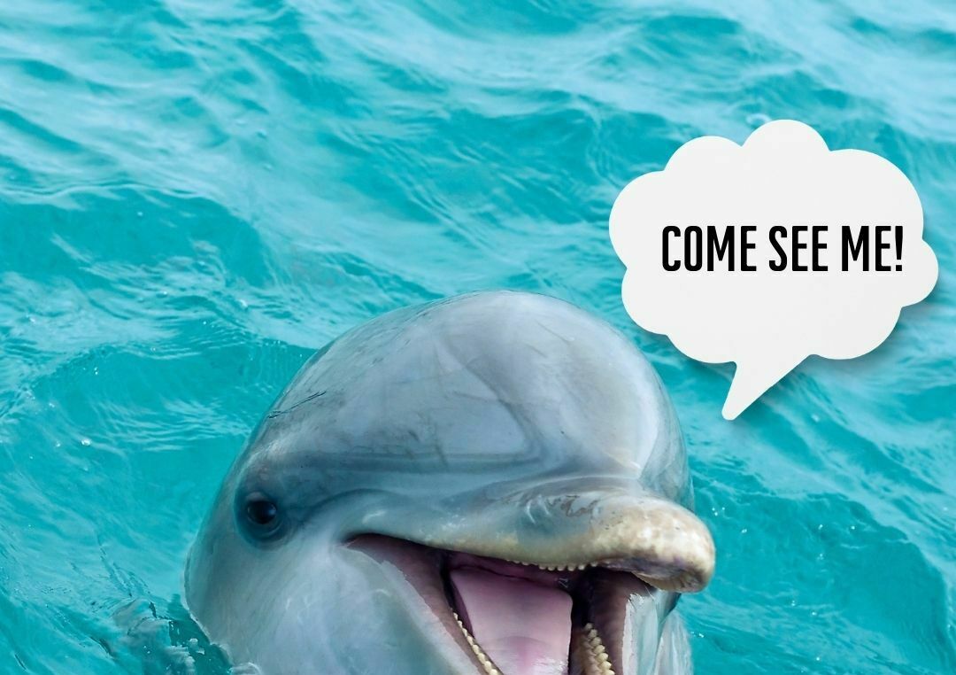 Cocoa Beach Dolphin Tours