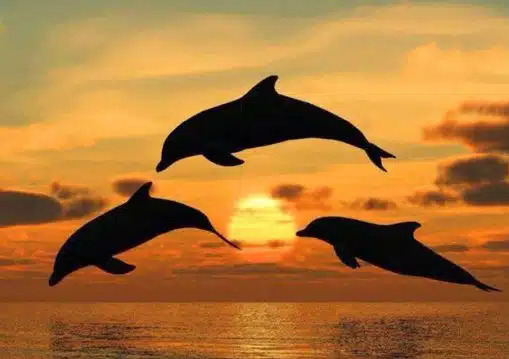 The Tropics Boat Tours