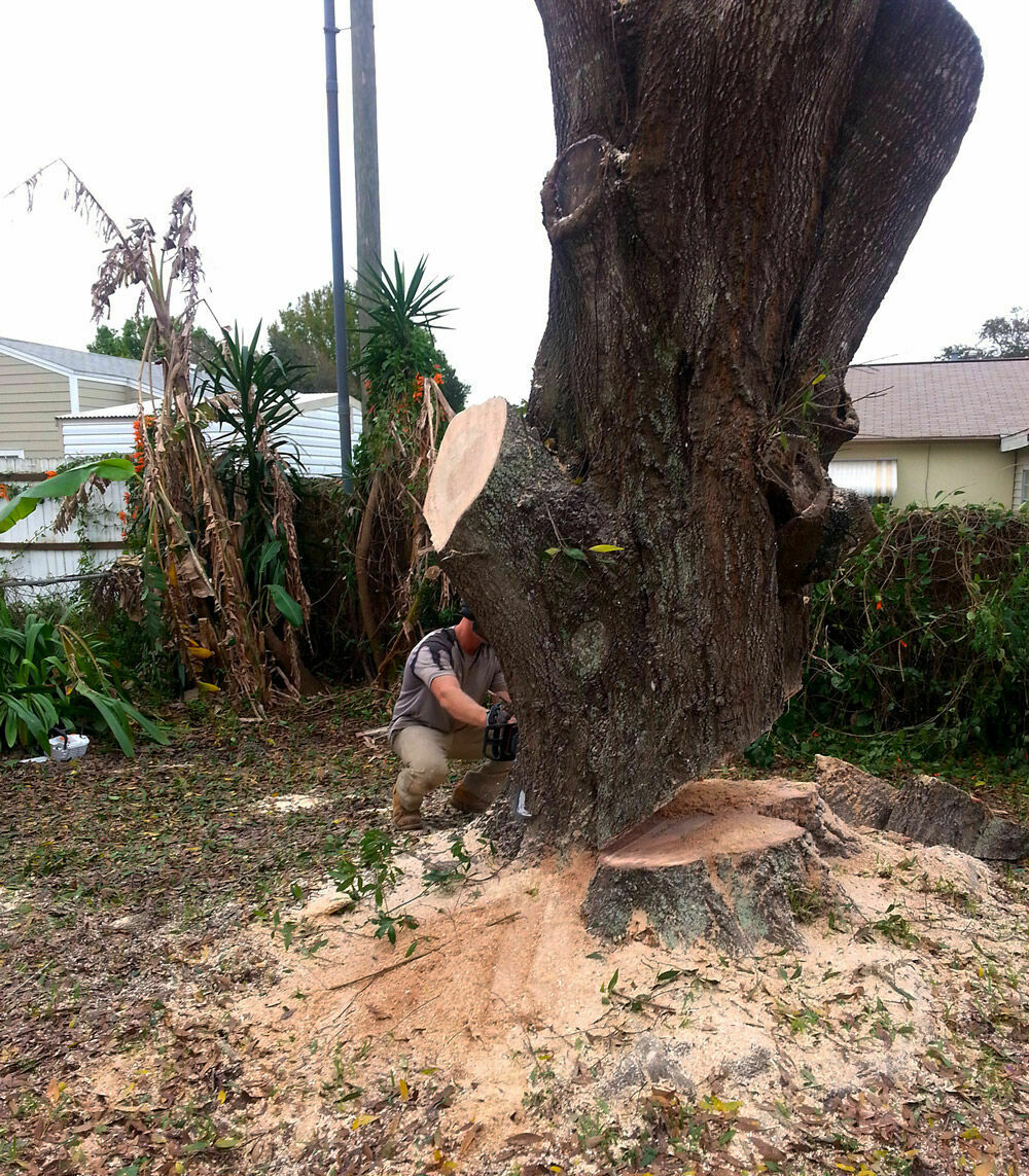 Big Wood Tree Service
