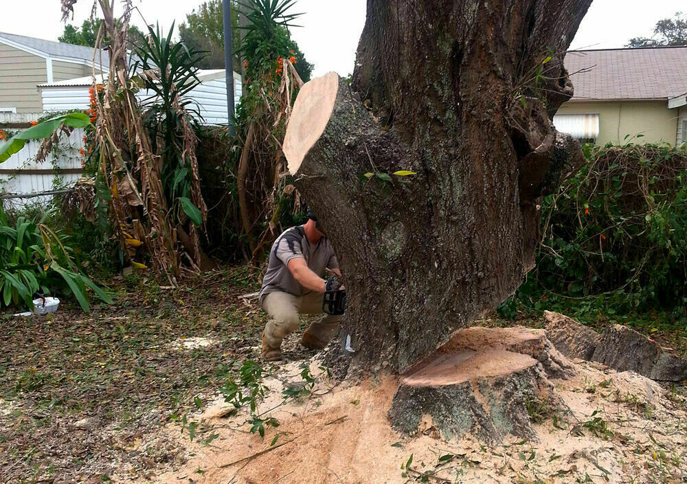 Big Wood Tree Service