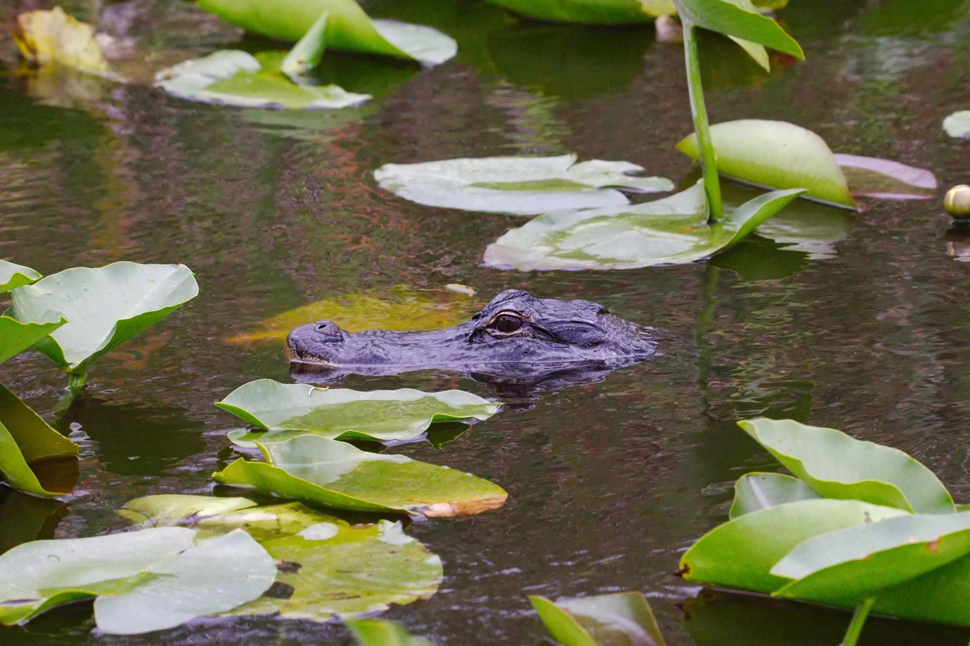 Everglades Holiday Park