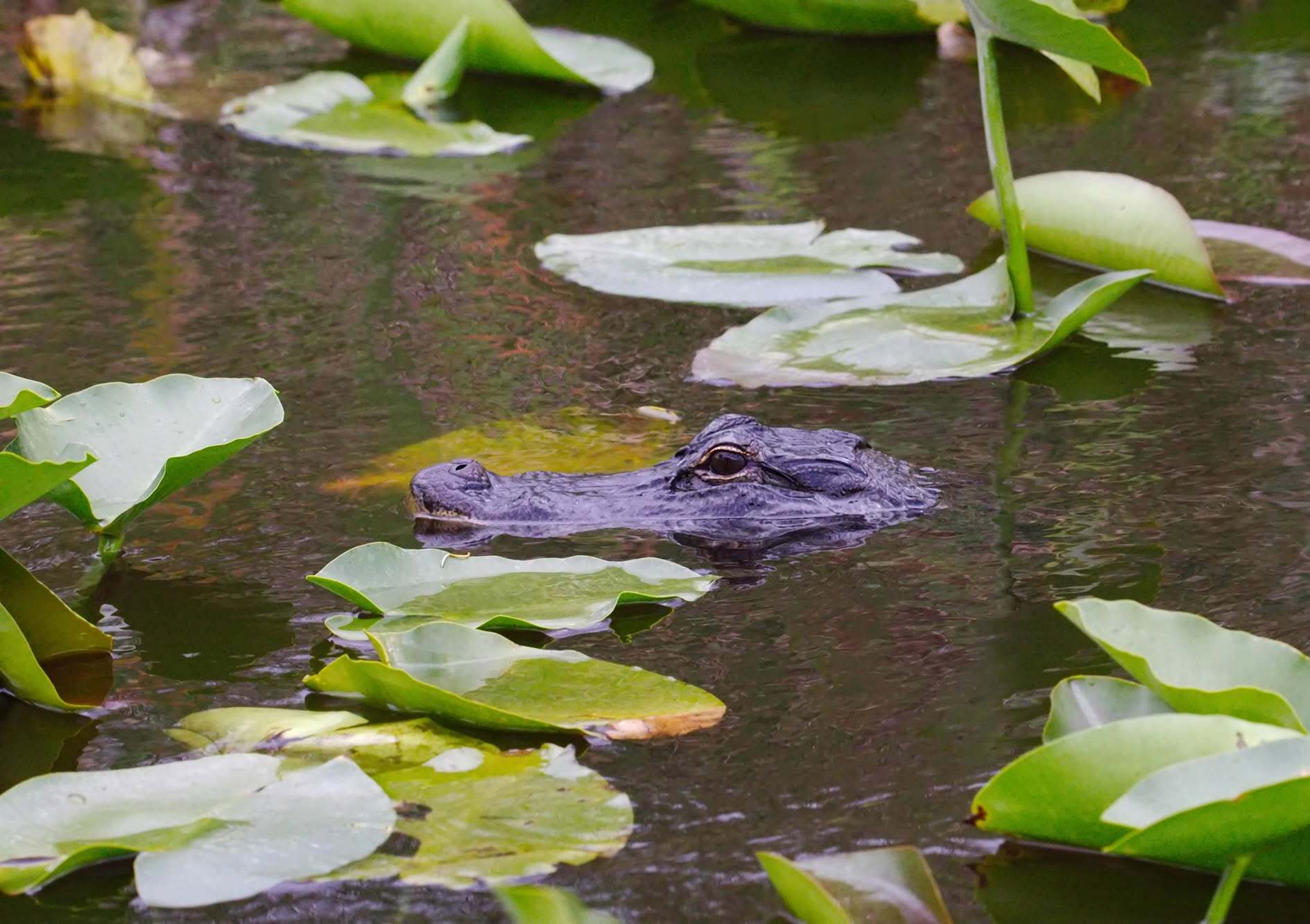 Everglades Holiday Park