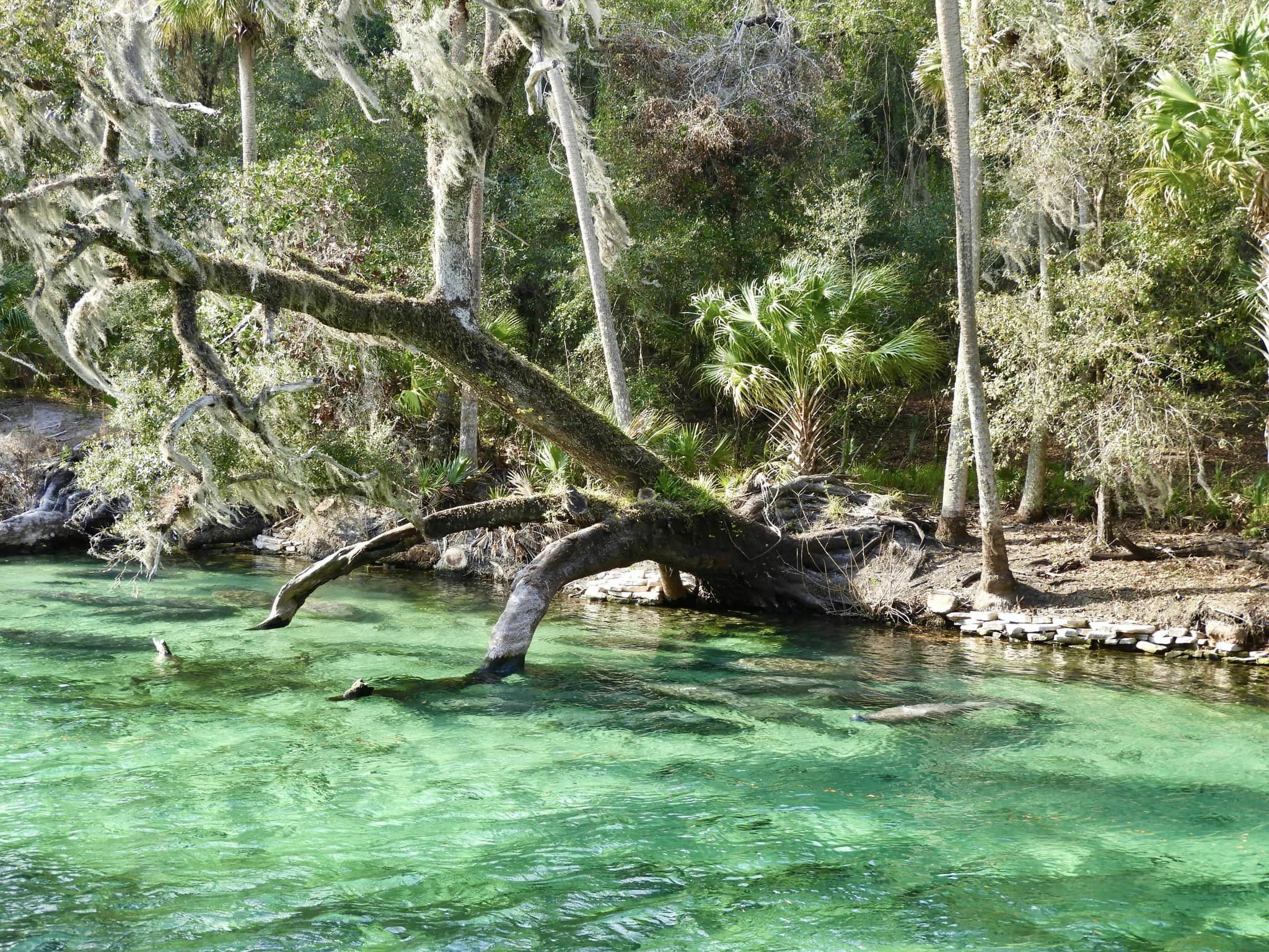 Blue Spring State Park
