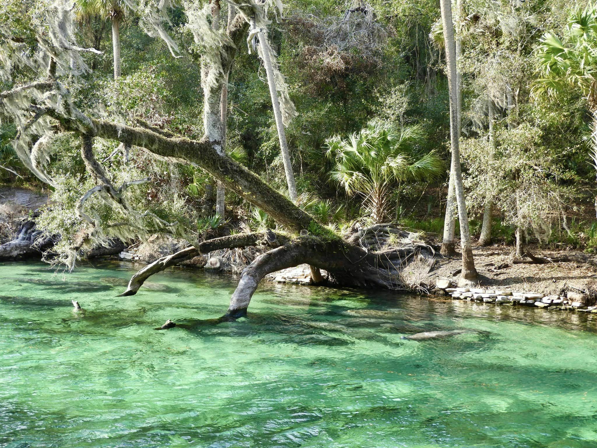 Blue Spring State Park