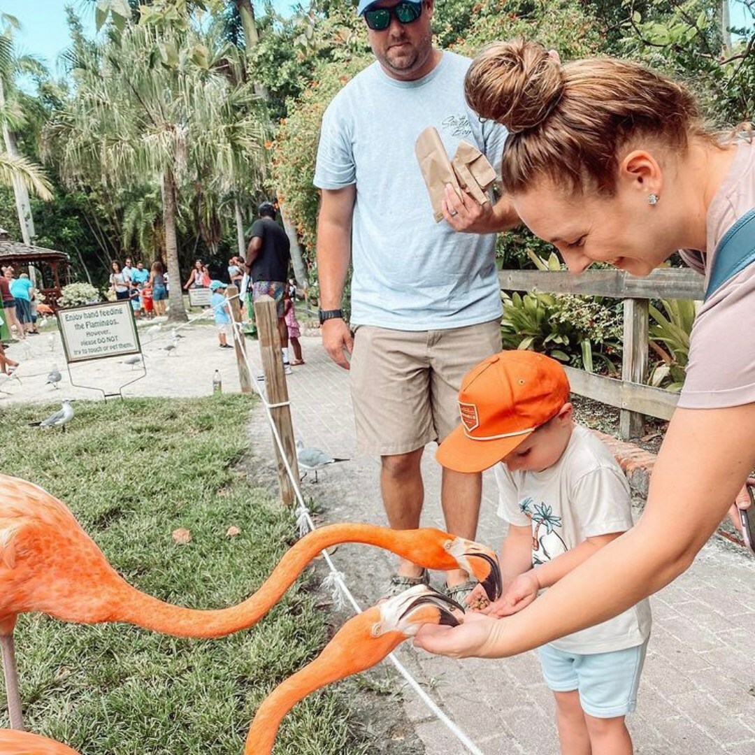 Sarasota Jungle Gardens