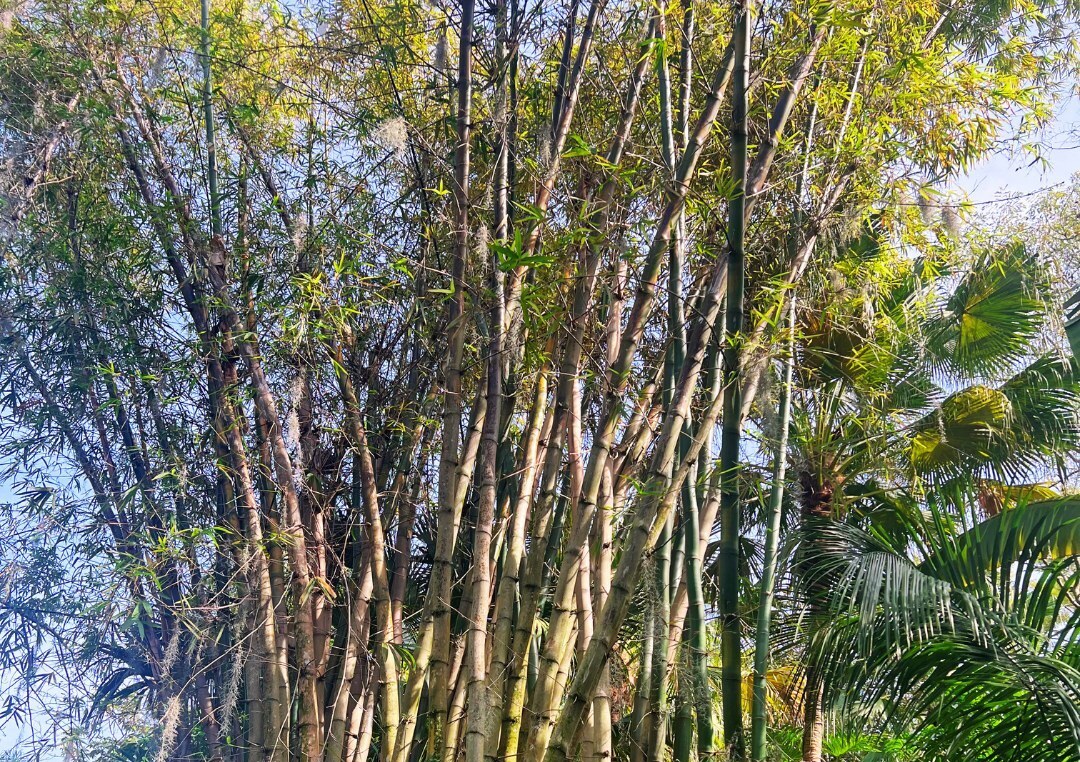 Leu Botanical Garden