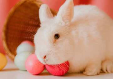 Hippity Hoppity Easter Egg Hunt