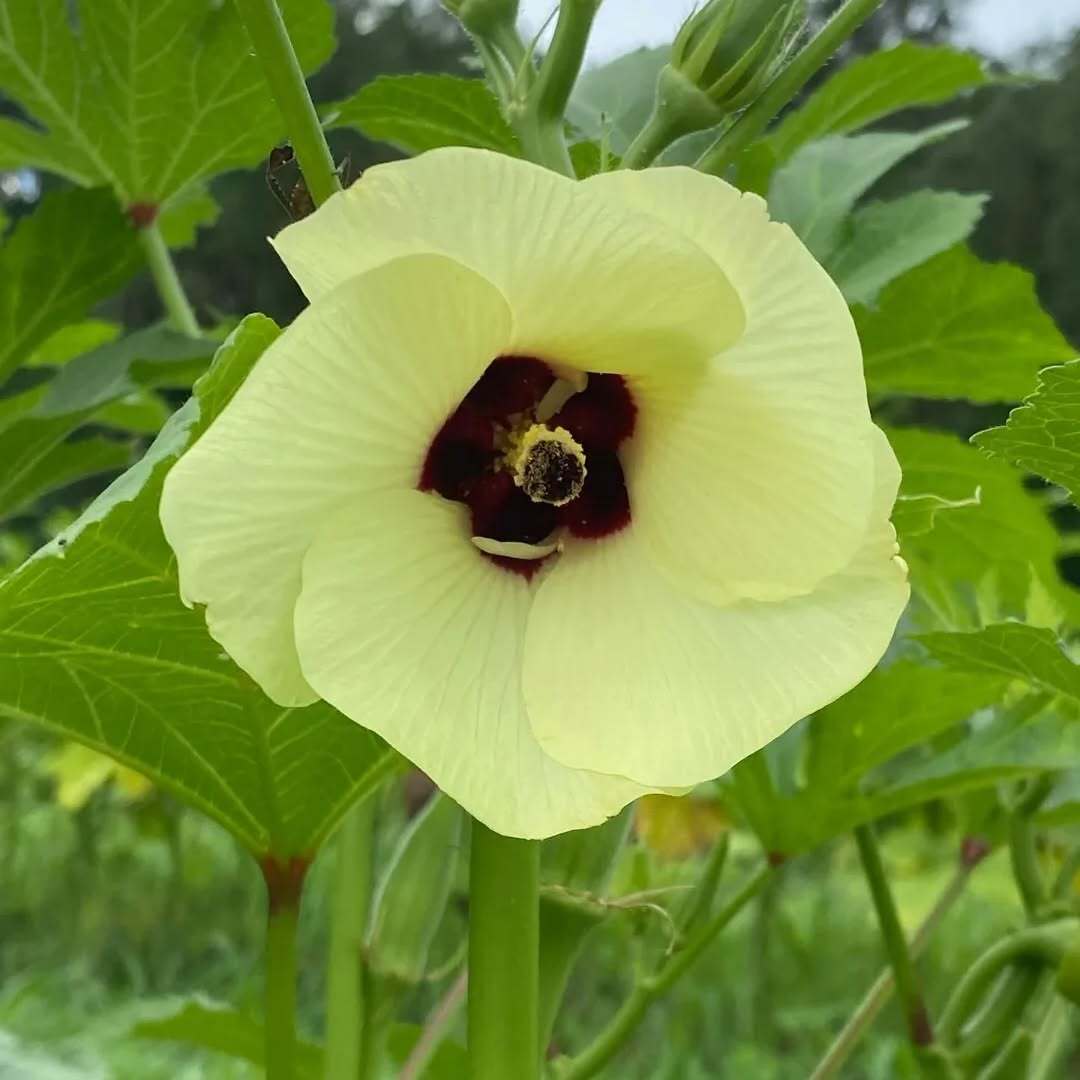 Tallahassee Botanical Gardens