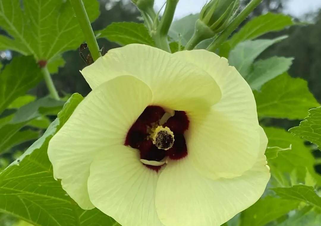 Tallahassee Botanical Gardens