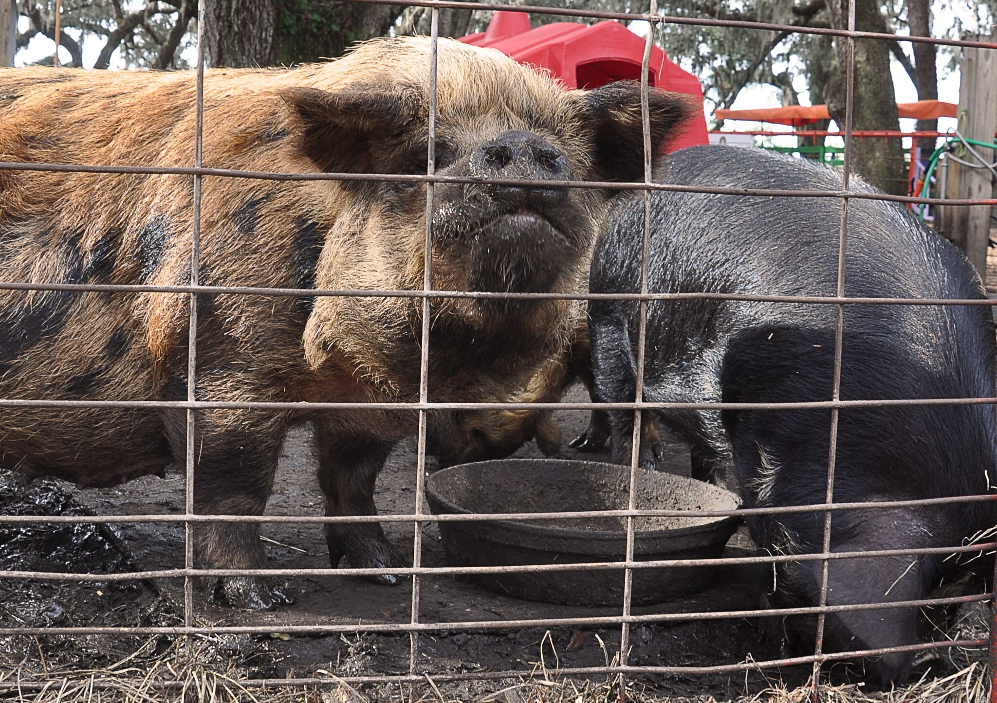 Green Meadows Petting Farm
