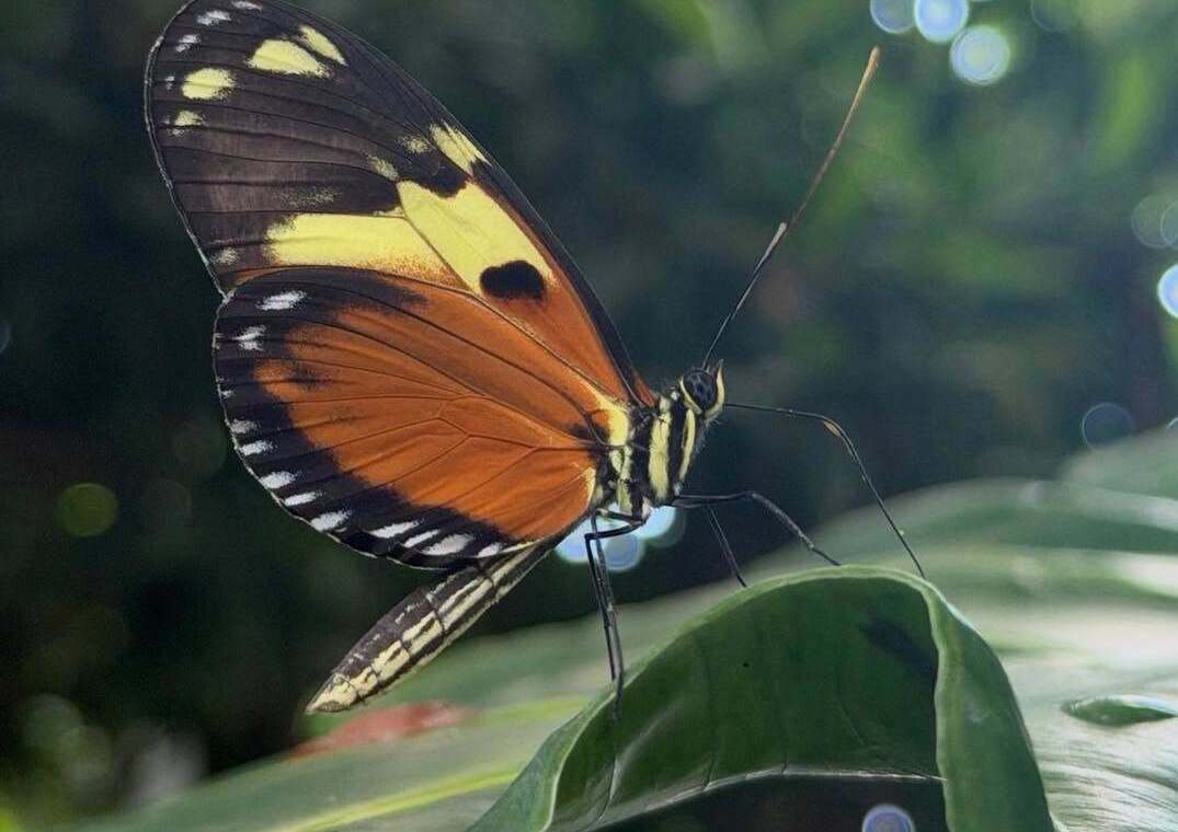 Key West Butterfly & Nature Conservatory