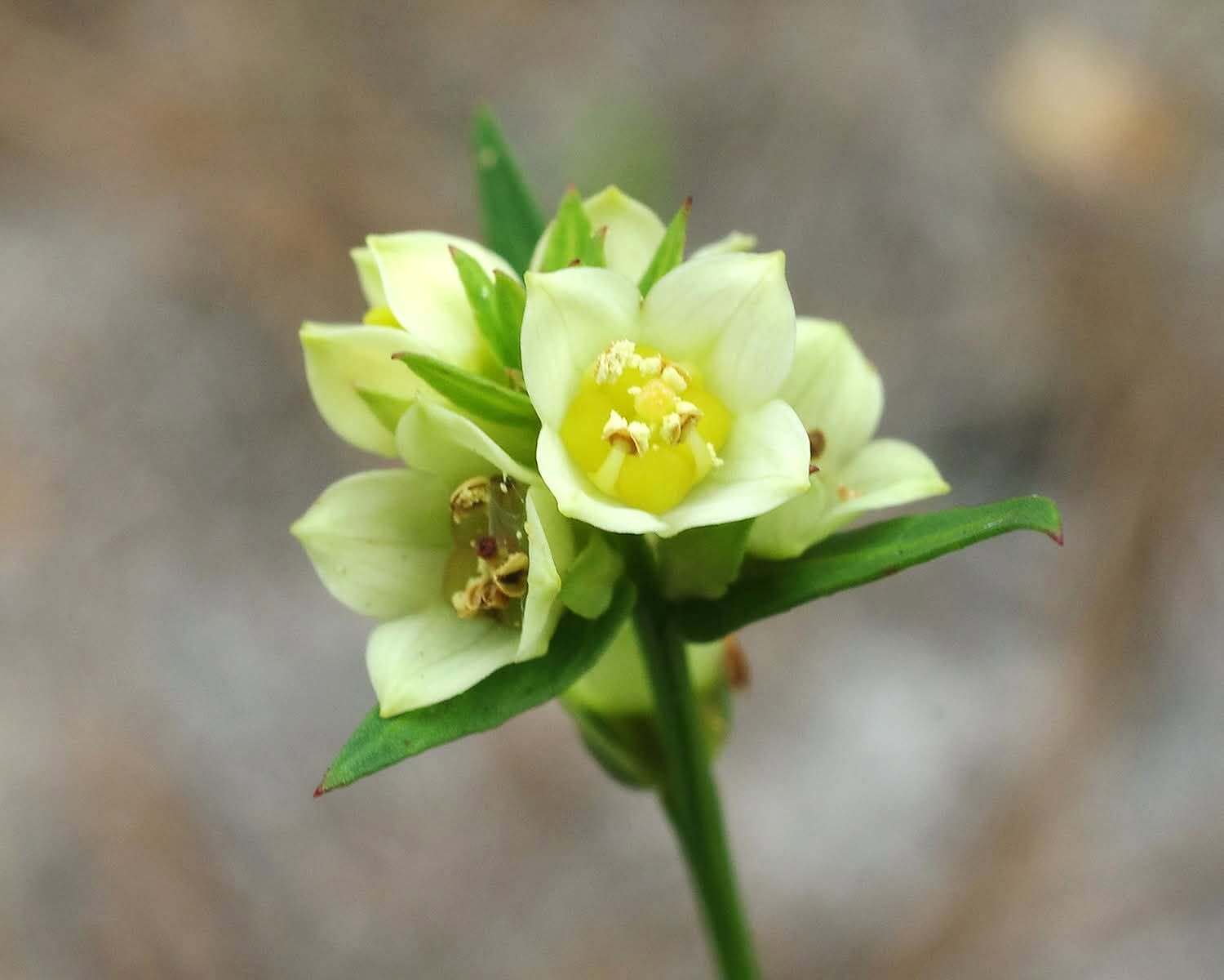 Tallahassee Botanical Gardens