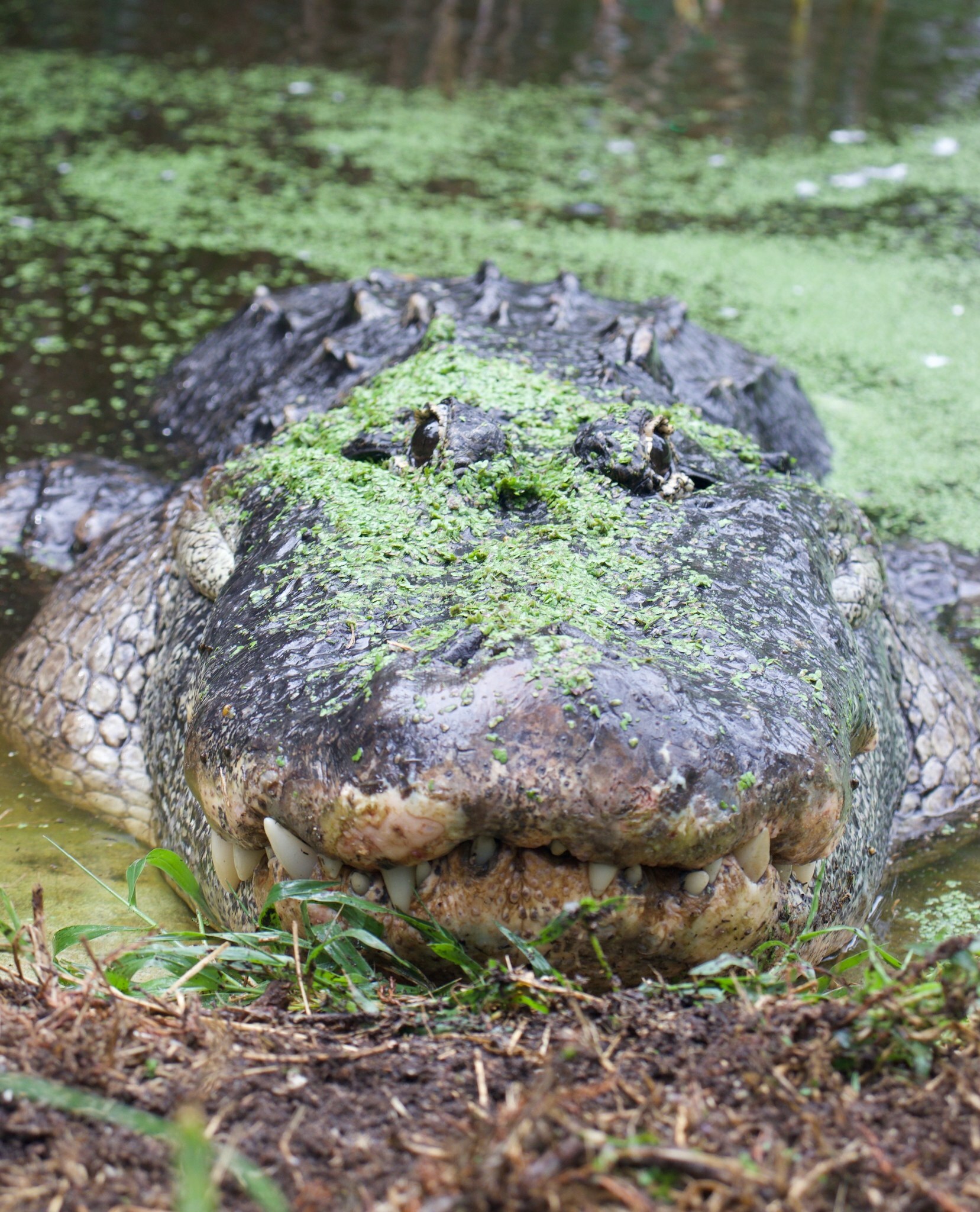ZooTampa at Lowry Park