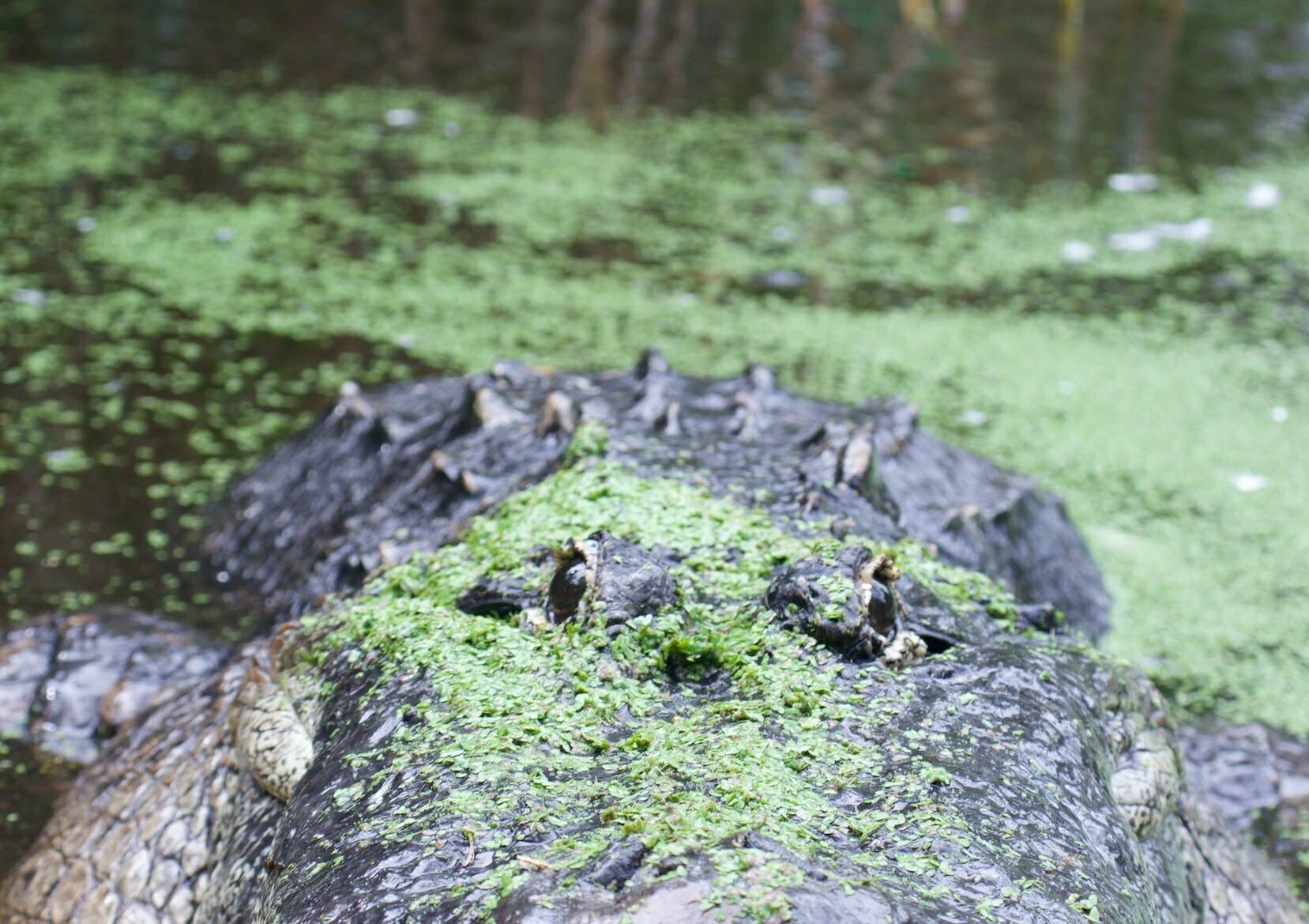 ZooTampa at Lowry Park